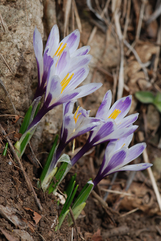 Crocus vernus subsp. albiflorus